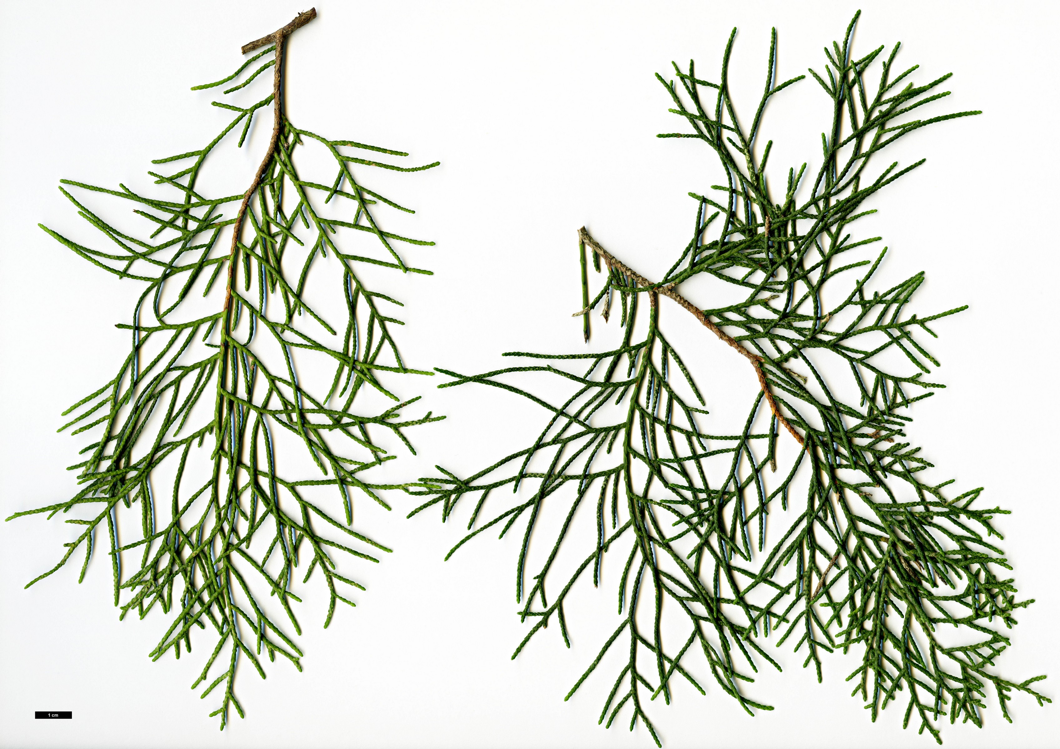 High resolution image: Family: Cupressaceae - Genus: Cupressus - Taxon: duclouxiana